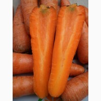 Морковь. Египет