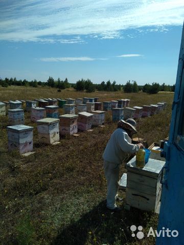 Продам мёд натуральный урожай лето 2021