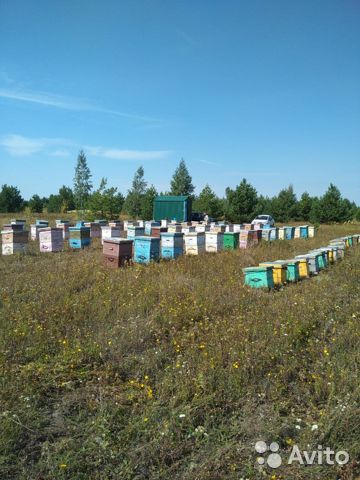 Фото 3. Продам мёд натуральный урожай лето 2021