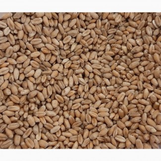 Пшеница кормовая. Урожай 2021 года. Зерно высокого качества