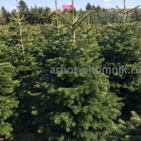 Фото 4. Новогодние елки, датские пихты срезанные и в горшках