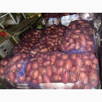 Картофель оптом, Ред скарлетт 5+ 26р./кг