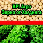 АГРОХолдинг реализует гречку высокого качества. КиПиАй Агро