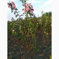 Саженцы роз ОПТОМ.Весна 2020