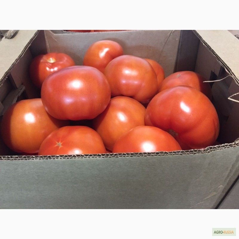 Фото 2. Продам помидоры