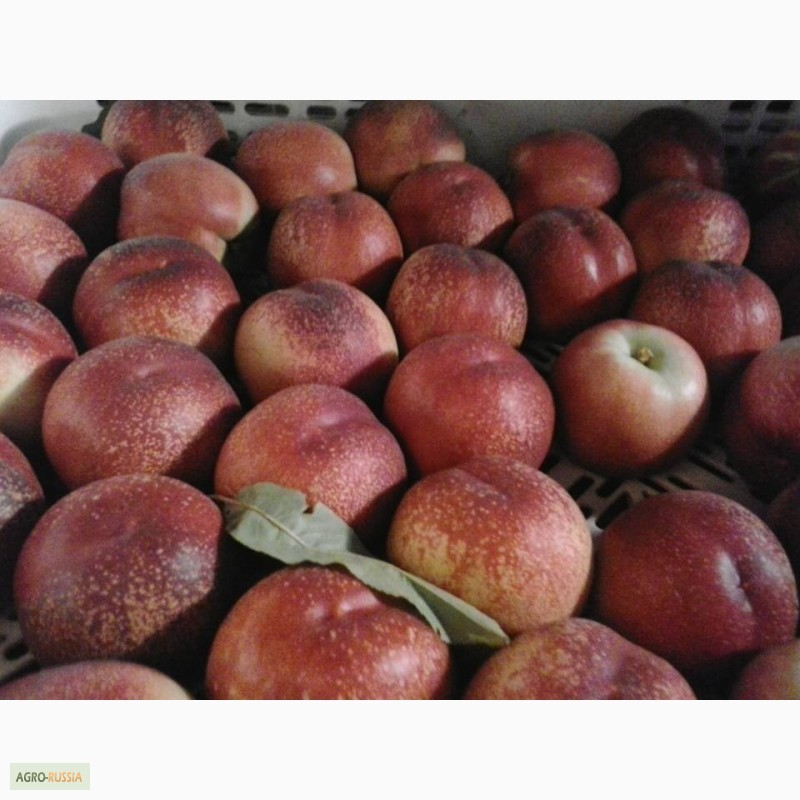 Фото 2. Свежие персики и Нектарины из Марокко