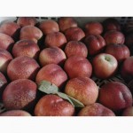 Свежие персики и Нектарины из Марокко