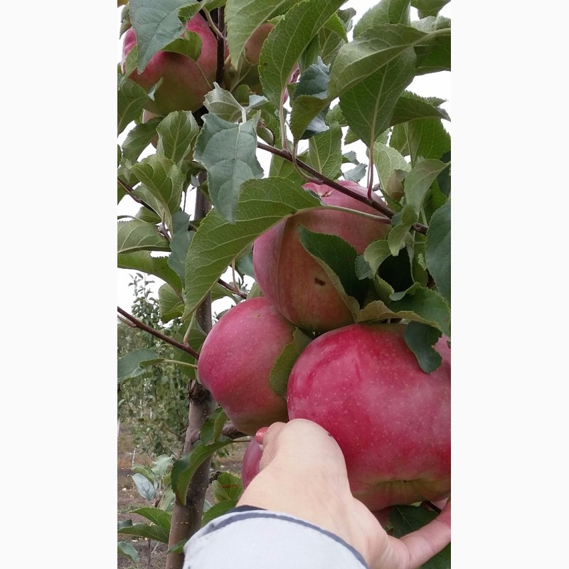 Фото 2. Продам саженцы яблони на полукарликовом подвое ММ106