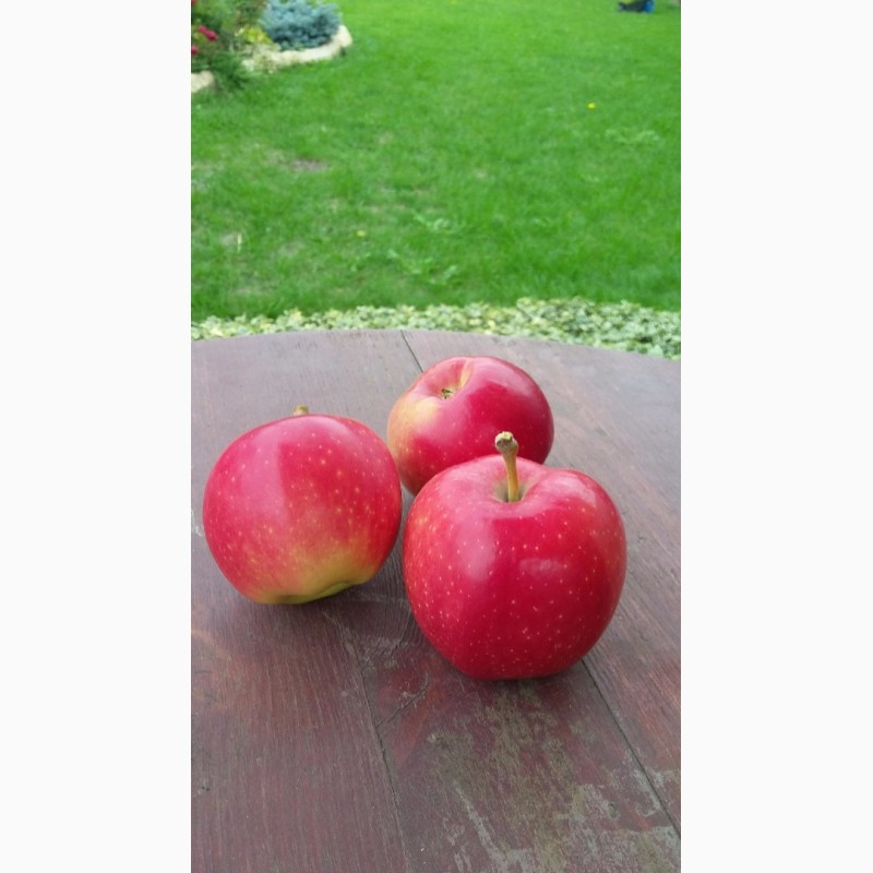 Фото 3. Продам саженцы яблони на полукарликовом подвое ММ106