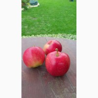 Продам саженцы яблони на полукарликовом подвое ММ106