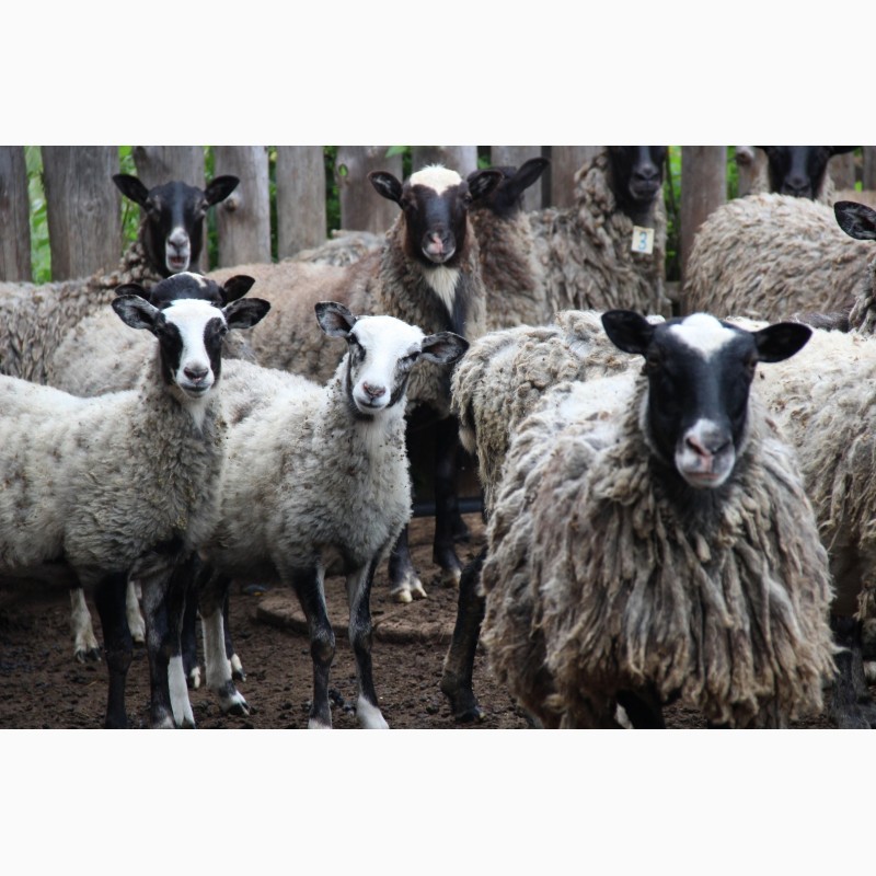Фото 2. Овцы Романовской породы