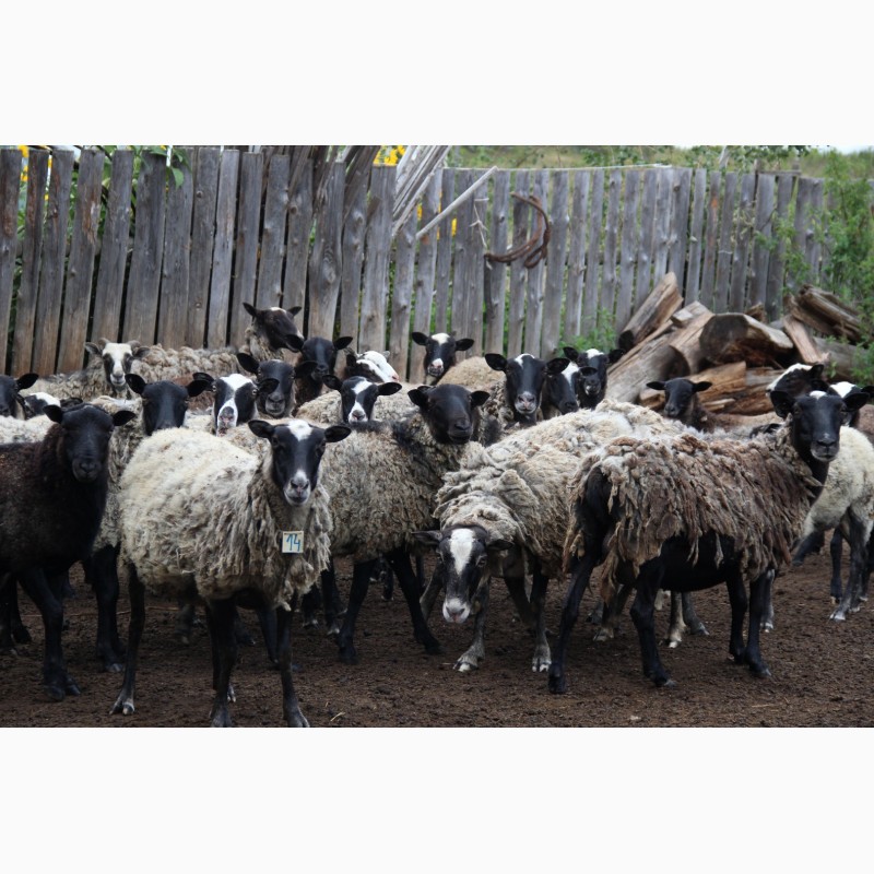Фото 3. Овцы Романовской породы
