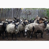 Овцы Романовской породы