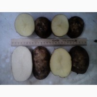 Картофель оптом от производителя, 15 руб/кг