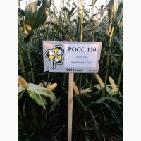 Гибриды кукурузы F1 РОСС 130 ООО АгроМир-Сидс