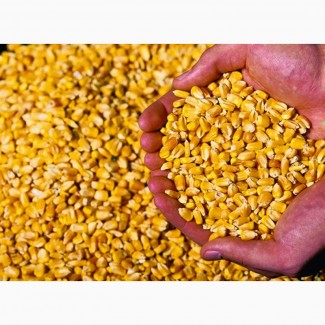 Кукуруза продовольственная (большие объёмы)