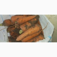 Морковь 2 сорт