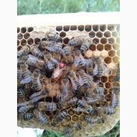 Пчеломатки инструментального осеменения, ф1