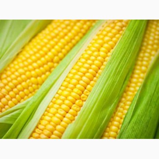 Семена кукурузы Катерина, РОСС-140, РОСС-199 (КБР) F1