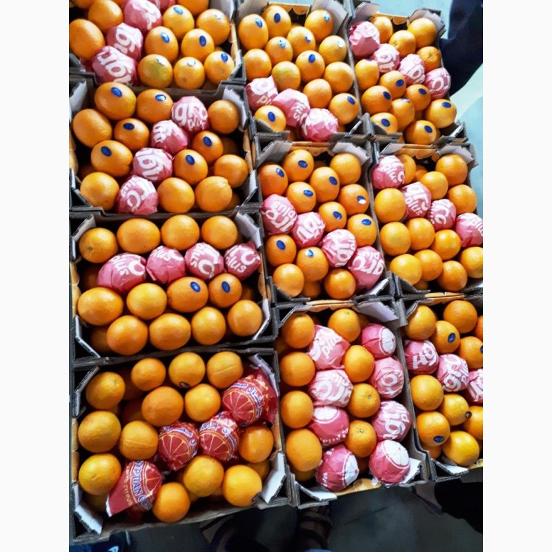 Фото 2. Апельсины Египет