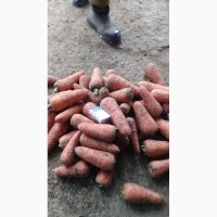 Морковь сорт каскад оптом из Волгограда