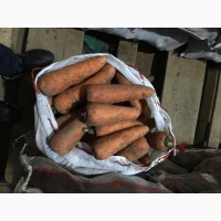 Морковь сорт каскад оптом из Волгограда
