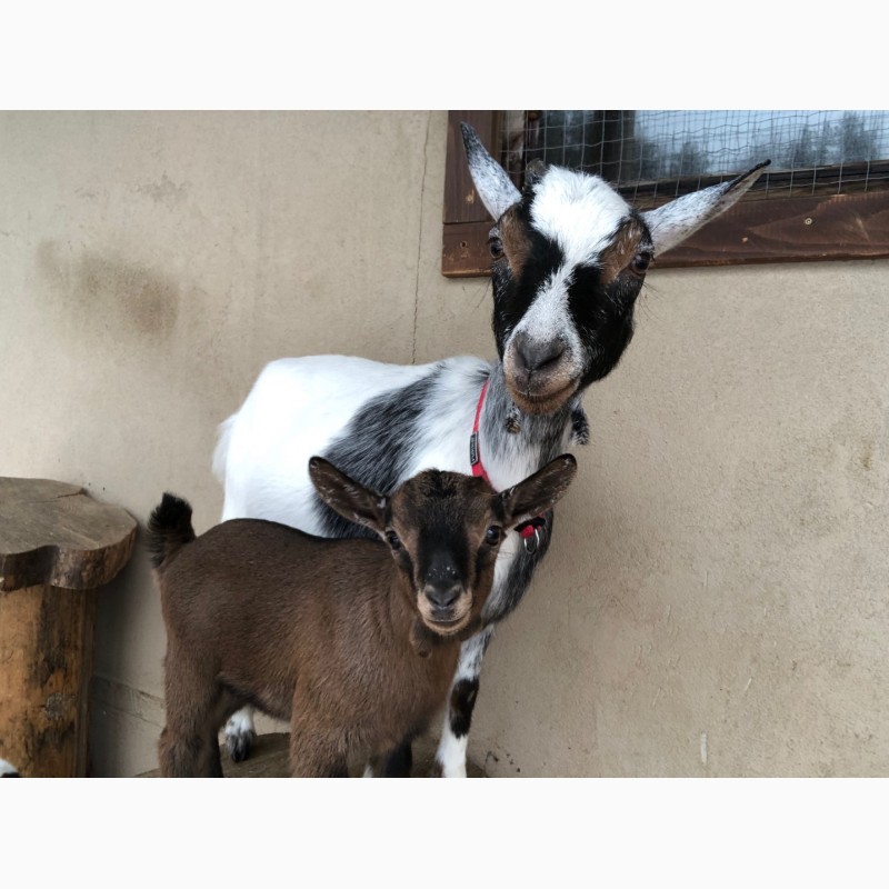 Фото 2. Продам карликовых камерунских козлят