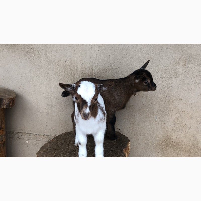Фото 3. Продам карликовых камерунских козлят