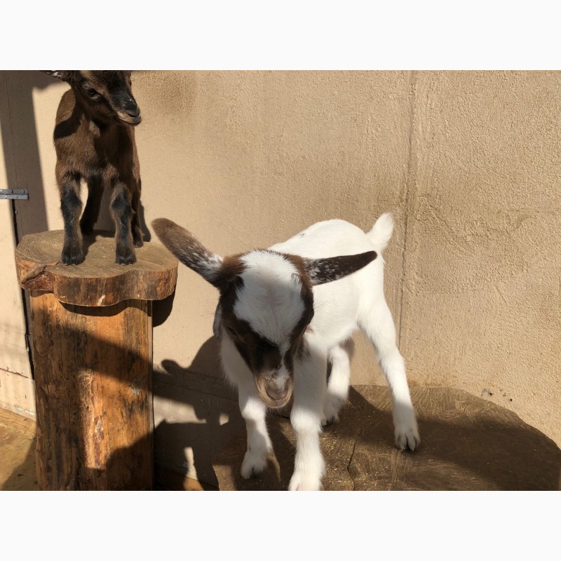 Фото 5. Продам карликовых камерунских козлят