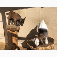 Продам карликовых камерунских козлят