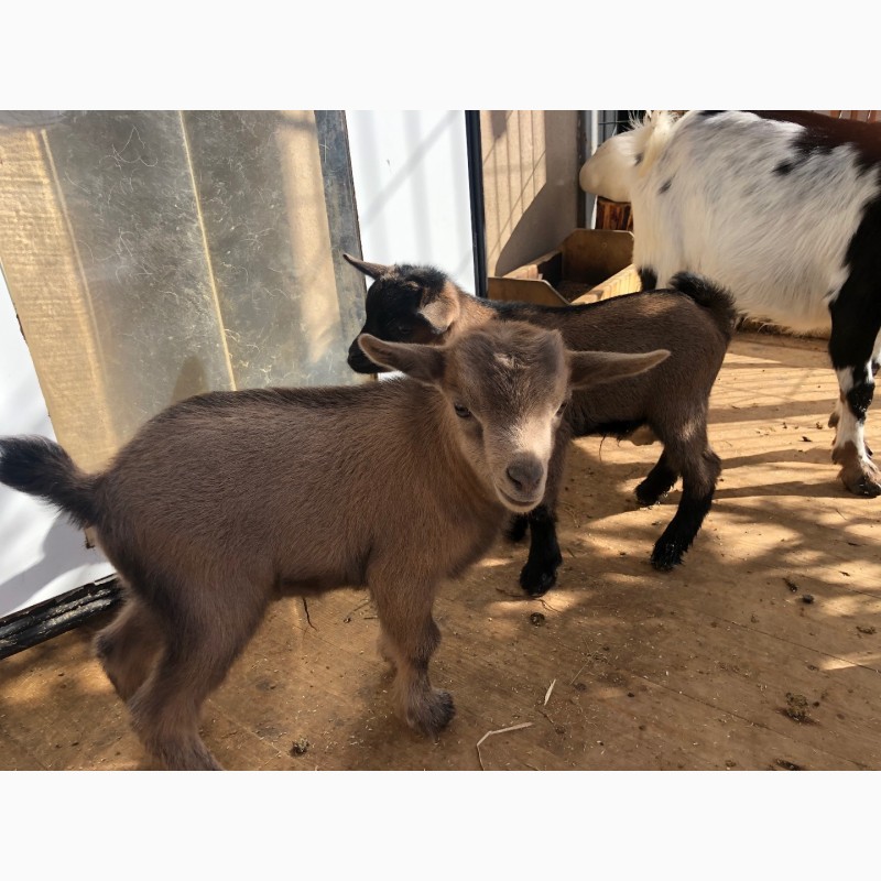Фото 8. Продам карликовых камерунских козлят