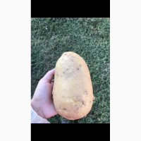 Продам картофель отборный