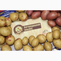 Элитный семенной картофель урожая 2019 г