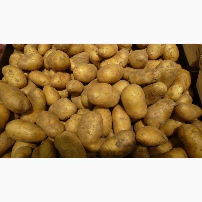 семена картофеля во владимире
