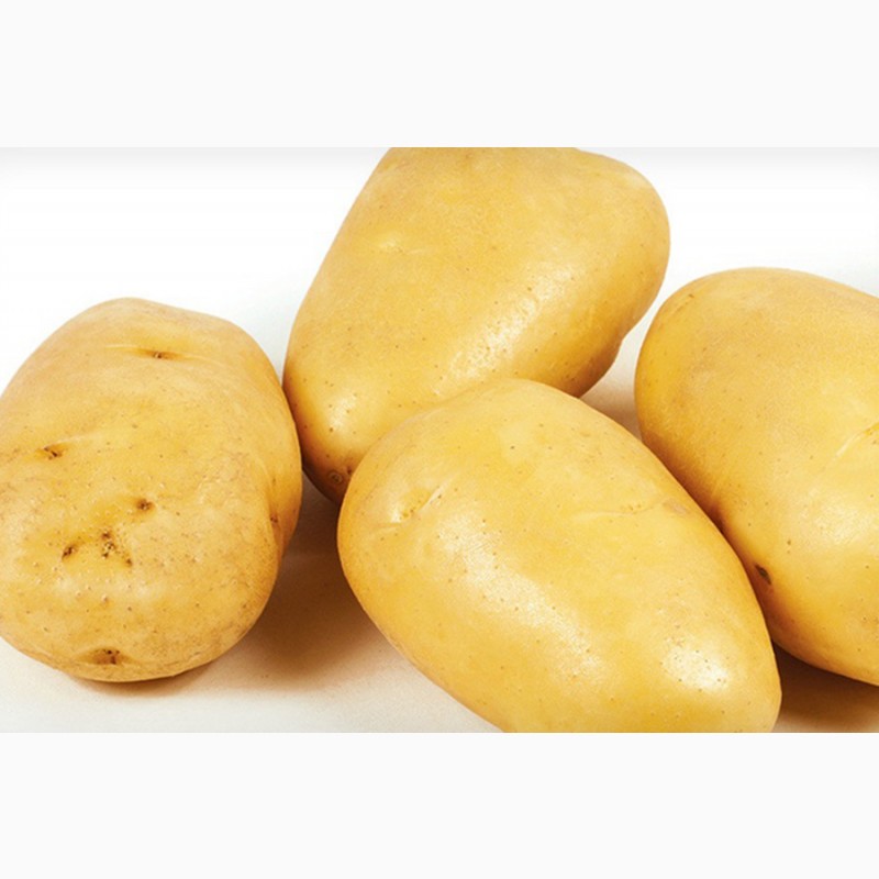 Фото 3. Семена картофеля