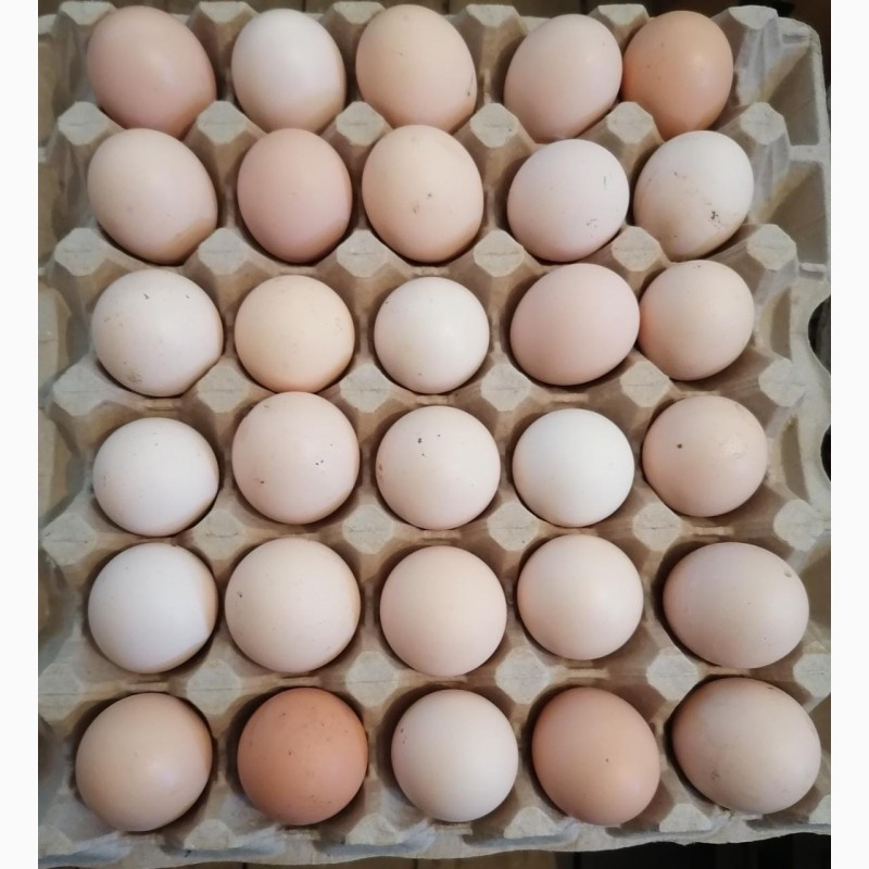 Фото 4. Фермерское хозяйство реализует яйцо куриное /