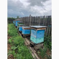 Продам пчёл с ульями (рут)