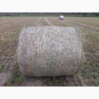 СПК Лесные дали реализует сено злаковое (посевное), сенаж (посевной) урожай 2020г