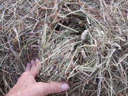 Фото 2. СПК Лесные дали реализует сено злаковое (посевное), сенаж (посевной) урожай 2020г
