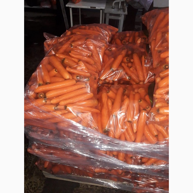 Фото 2. Продам морковь оптом