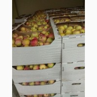Яблоки оптом калиброванные со склада фх