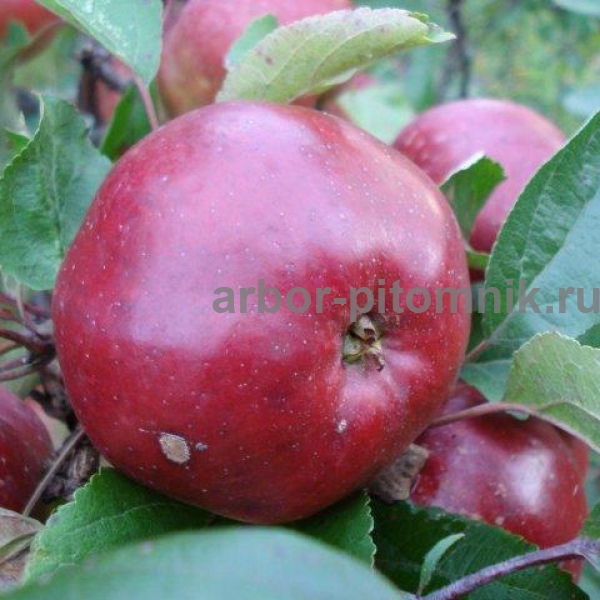 Фото 2. Саженцы яблони по низкой цене в Москве и Подмосковье