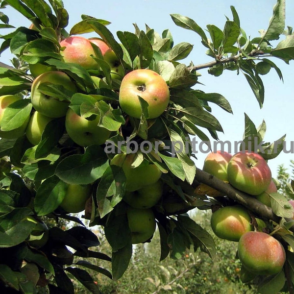 Фото 4. Саженцы яблони по низкой цене в Москве и Подмосковье