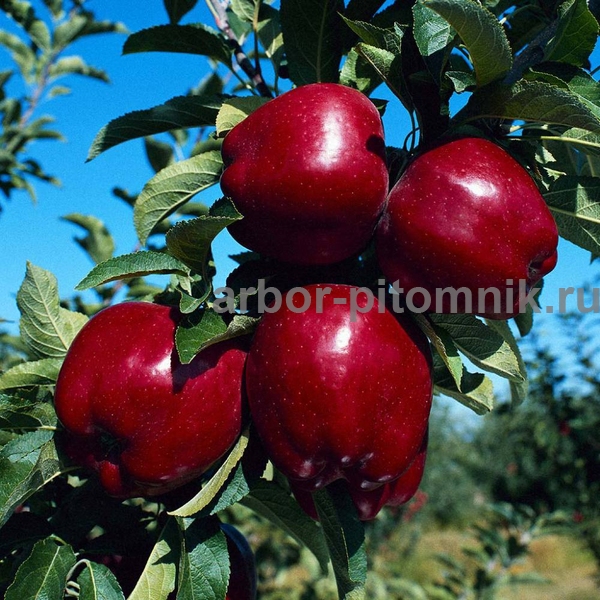 Фото 5. Саженцы яблони по низкой цене в Москве и Подмосковье