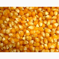 Продаем кукурузу продовольственную оптом от сельхозпроизводителя