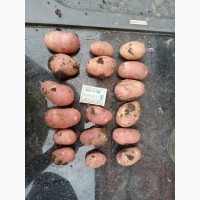 Молодой картофель, урожай 2021