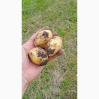 Молодой картофель, урожай 2021