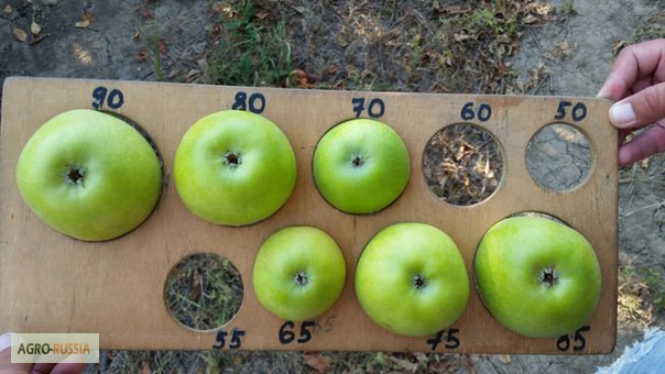 Сколько вес яблока. Калибр яблок 55. Яблоко Калибр 70+. Яблоко Калибр 65+. Яблоко Голден Калибр от 65.