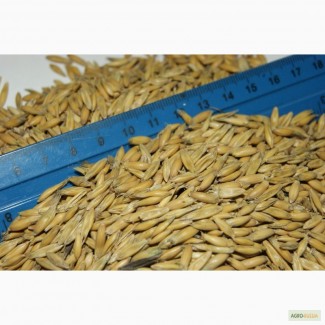 Фуражное зерно пшеница, овес, ячмень