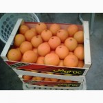 Апельсины из Марокко